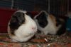 DSC_0198.jpg