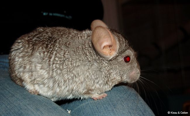 DSC_0034.jpg