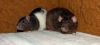 DSC_0071.jpg