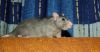 DSC_0133.jpg