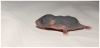 DSC_0381.jpg