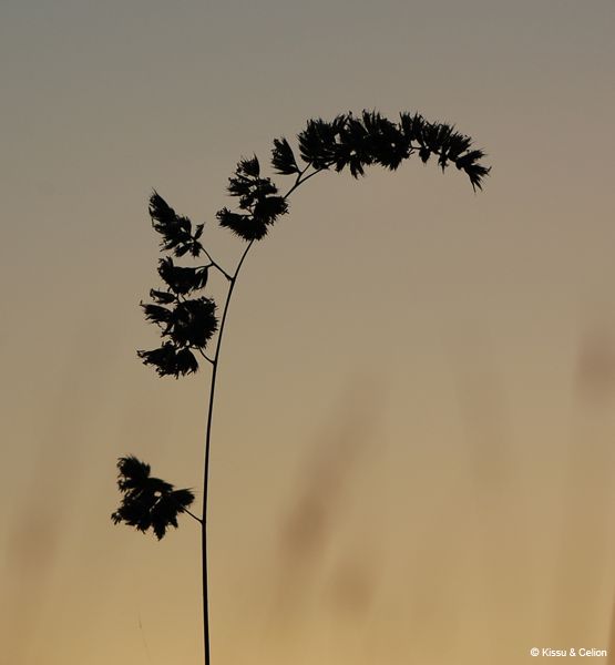 Picture_199.jpg