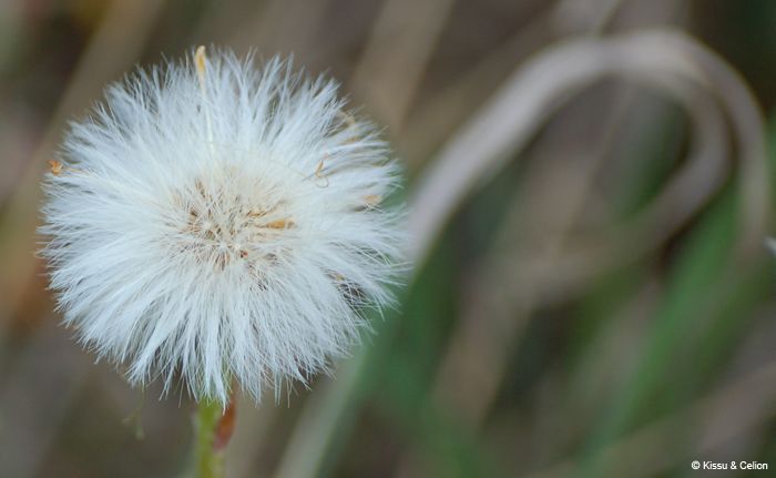 DSC_0040.jpg
