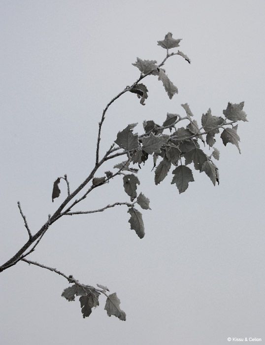 DSC_0064.jpg