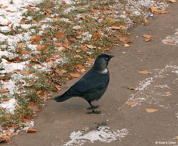 DSC_0101.jpg