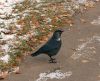 DSC_0101.jpg