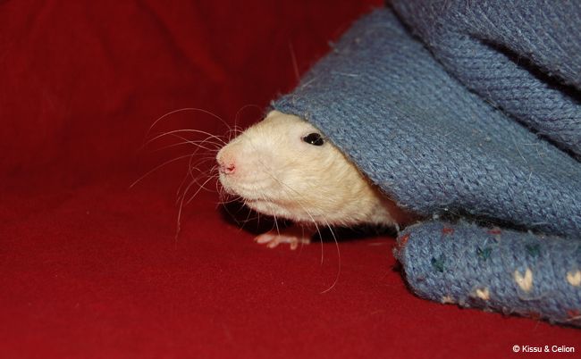 DSC_0041.jpg