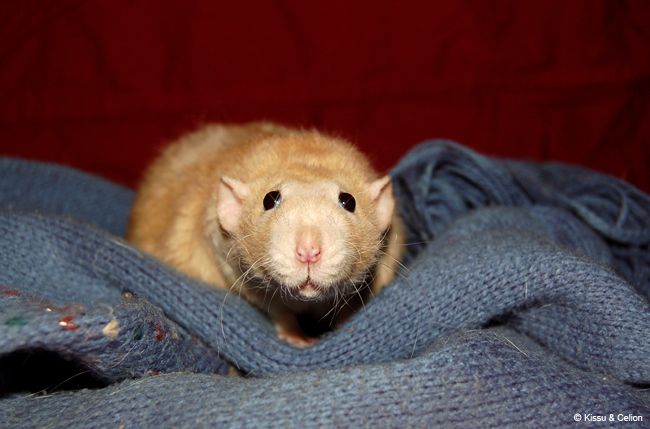 DSC_0055.jpg