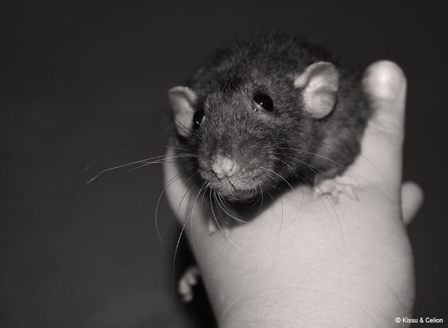 DSC_0217_mv.jpg