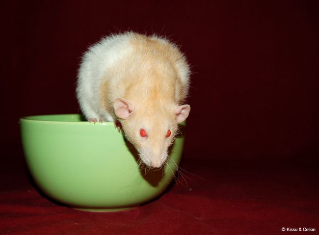 DSC_0411.jpg