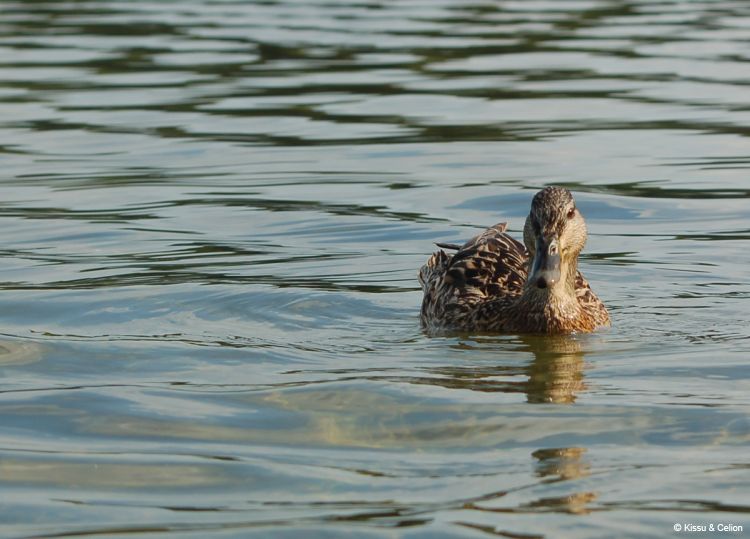DSC_0002~9.jpg