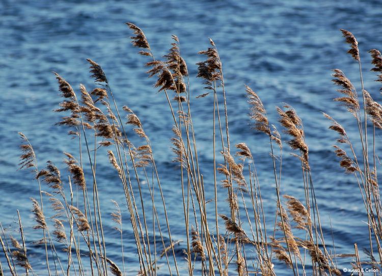 DSC_0090~5.jpg