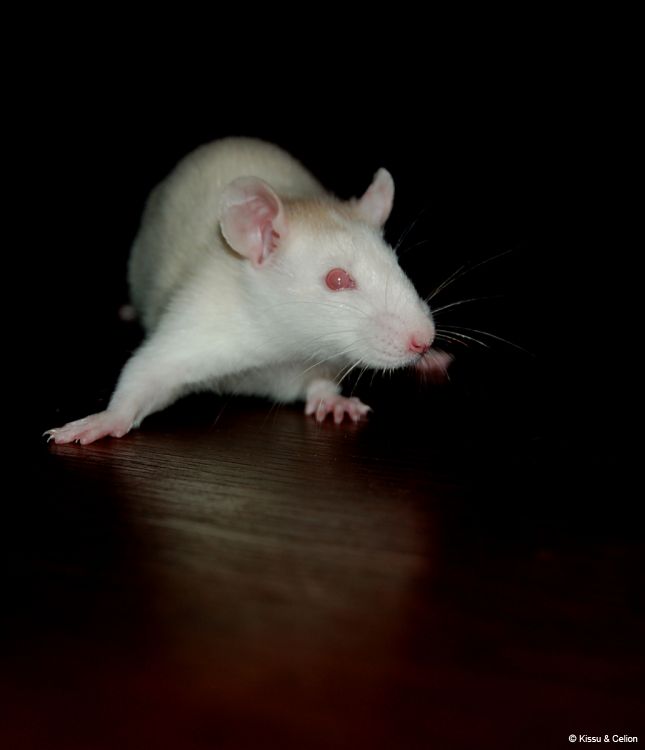 DSC_0104.jpg