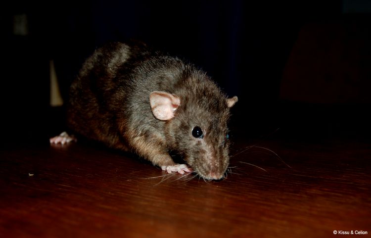 DSC_0149.jpg