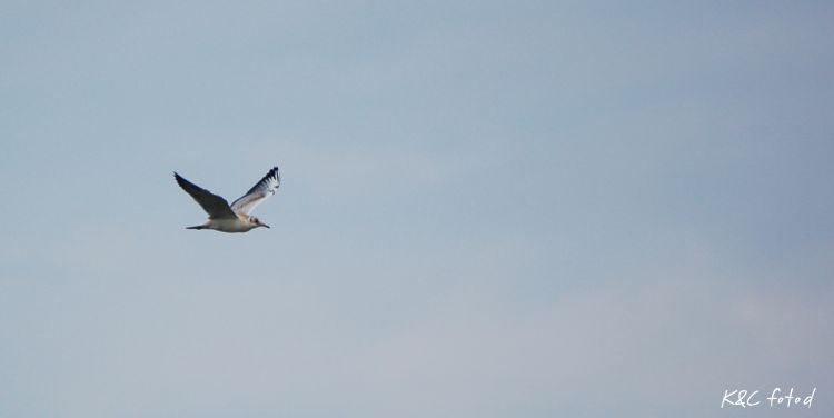 DSC_0195~9.jpg