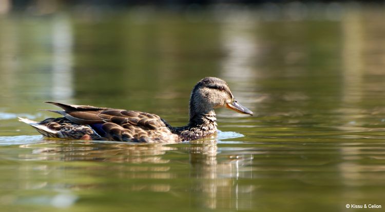 DSC_0274~4.jpg