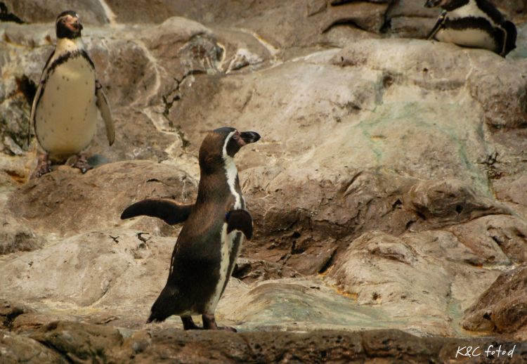 DSC_0278~11.jpg