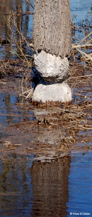 DSC_0323~1.jpg
