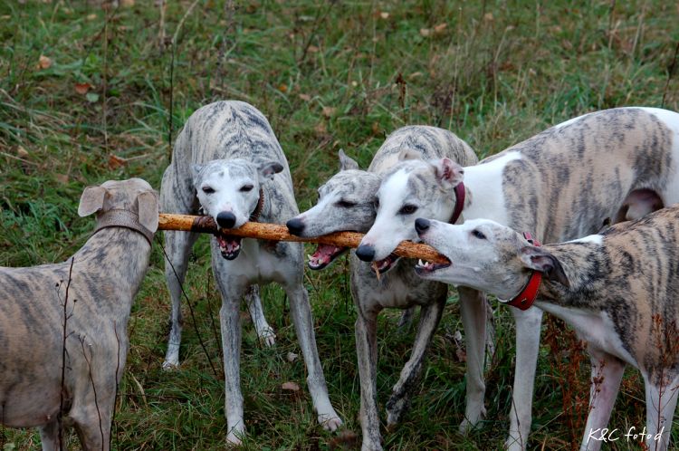 DSC_0332~8.jpg