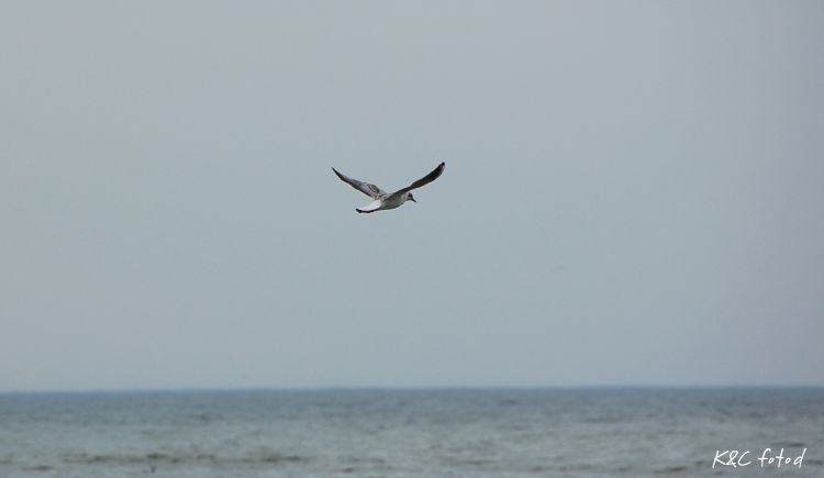 DSC_0425~9.jpg