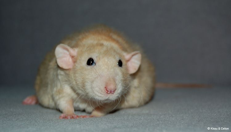 DSC_0461.jpg