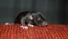 DSC_0004~16.jpg