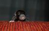 DSC_0012~12.jpg