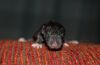 DSC_0077~8.jpg