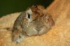 DSC_0081~10.jpg