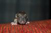 DSC_0083~5.jpg