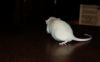DSC_0088~1.jpg
