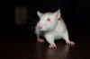 DSC_0107~1.jpg