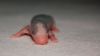 DSC_0114~6.jpg