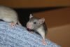 DSC_0126~5.jpg