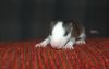 DSC_0130~5.jpg