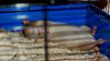 DSC_0160.jpg