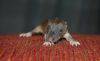 DSC_0194~13.jpg
