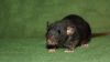 DSC_0201~3.jpg