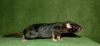 DSC_0223~4.jpg