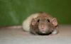 DSC_0226~3.jpg