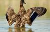DSC_0242~3.jpg