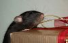 DSC_0244~4.jpg