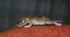 DSC_0247~4.jpg