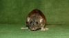 DSC_0277~5.jpg