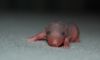 DSC_0292~4.jpg