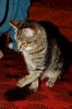 DSC_0346.jpg