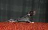 DSC_0348~2.jpg