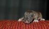 DSC_0377~3.jpg