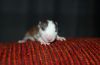 DSC_0465~0.jpg