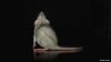 normal_DSC_02057E6.jpg